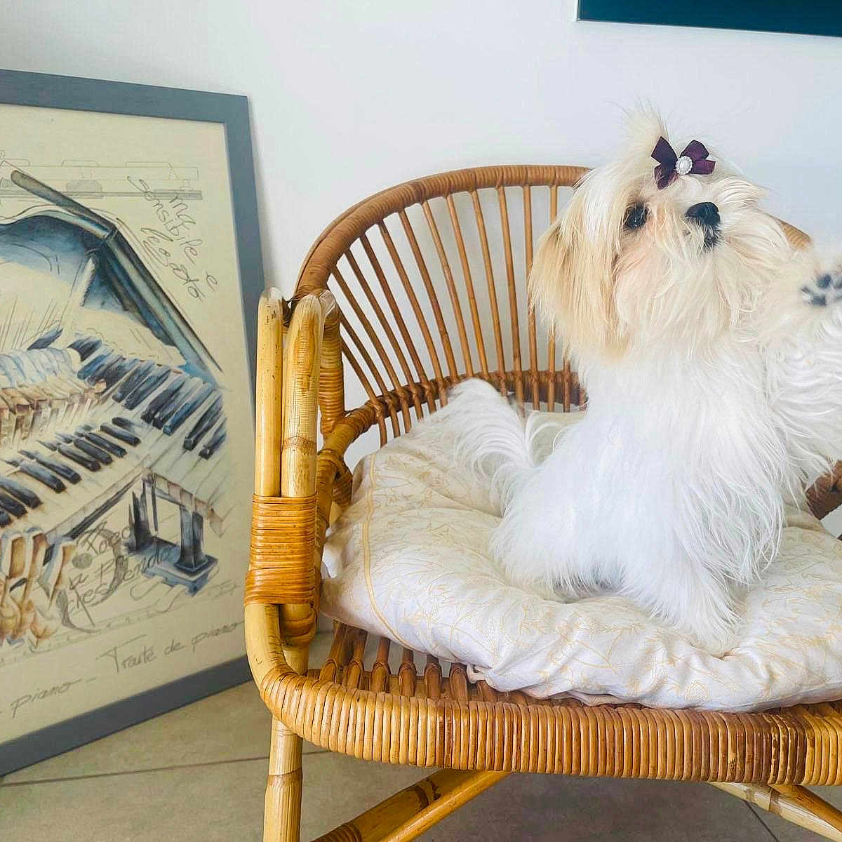 Youki a rejoint le concours — aidez-le/la à gagner de superbes lots ! animal, artwork, bow, companion, cushion, cute, decor, dog, floor, framed_picture, furniture, indoor, paw, pet, raising_paw, relaxed, small_dog, tile_floor, white_dog, wicker_chair