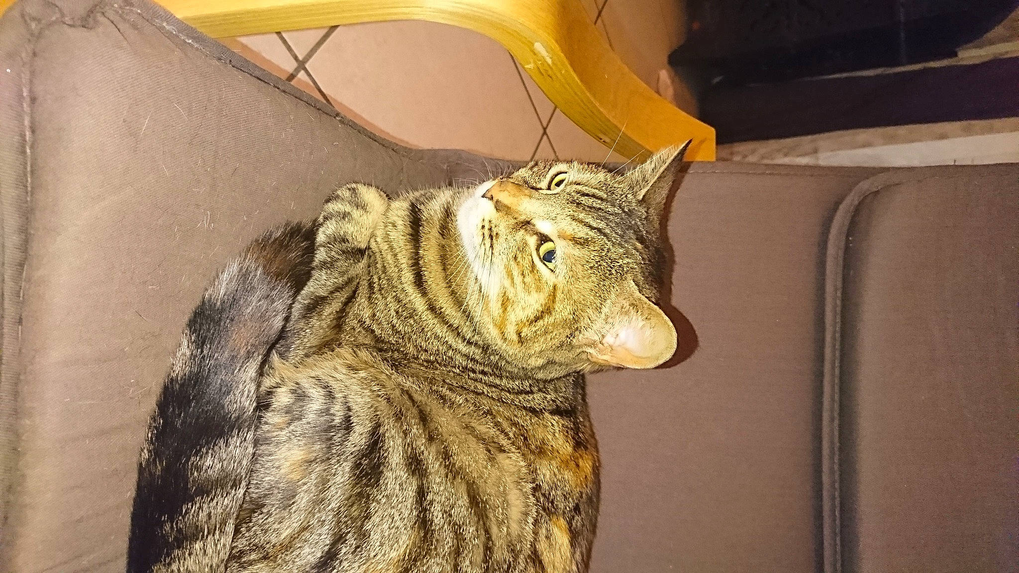 Piwi participe au concours pour gagner de l'argent avec cette photo : art, artifact, carnivore, cat, domestic_short_haired_cat, eye, felidae, flooring, fur, metal, sculpture, small_to_medium_sized_cats, snout, statue, tail, terrestrial_animal, whiskers, wildlife, window, wood