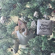 Cheeto is registered to the contest to win money with this photo: animal, cat, christmas, christmas_tree, curious, cute, decoration, feline, festive, greenery, holiday, holiday_decor, indoor, ornament, pet, pine_branches, playful, snow_decor, tree, whiskers