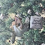 animal, cat, christmas, christmas_tree, curious, cute, decoration, feline, festive, greenery, holiday, holiday_decor, indoor, ornament, pet, pine_branches, playful, snow_decor, tree, whiskers