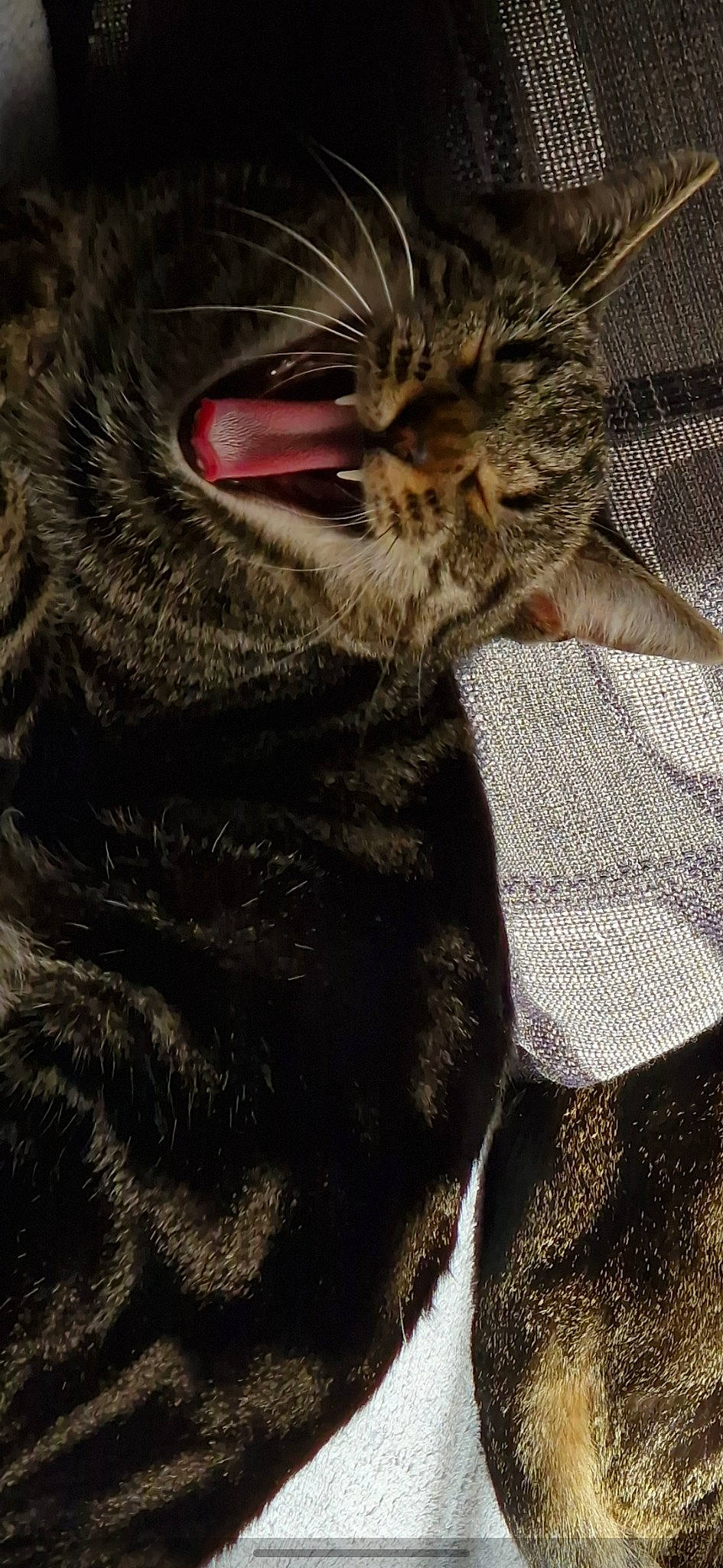 Yúna participe au concours pour gagner de l'argent avec cette photo : big_cats, carnivore, cat, claw, domestic_short_haired_cat, eye, fang, felidae, fur, head, human_body, nap, paw, sleep, small_to_medium_sized_cats, snout, tail, terrestrial_animal, whiskers, wildlife