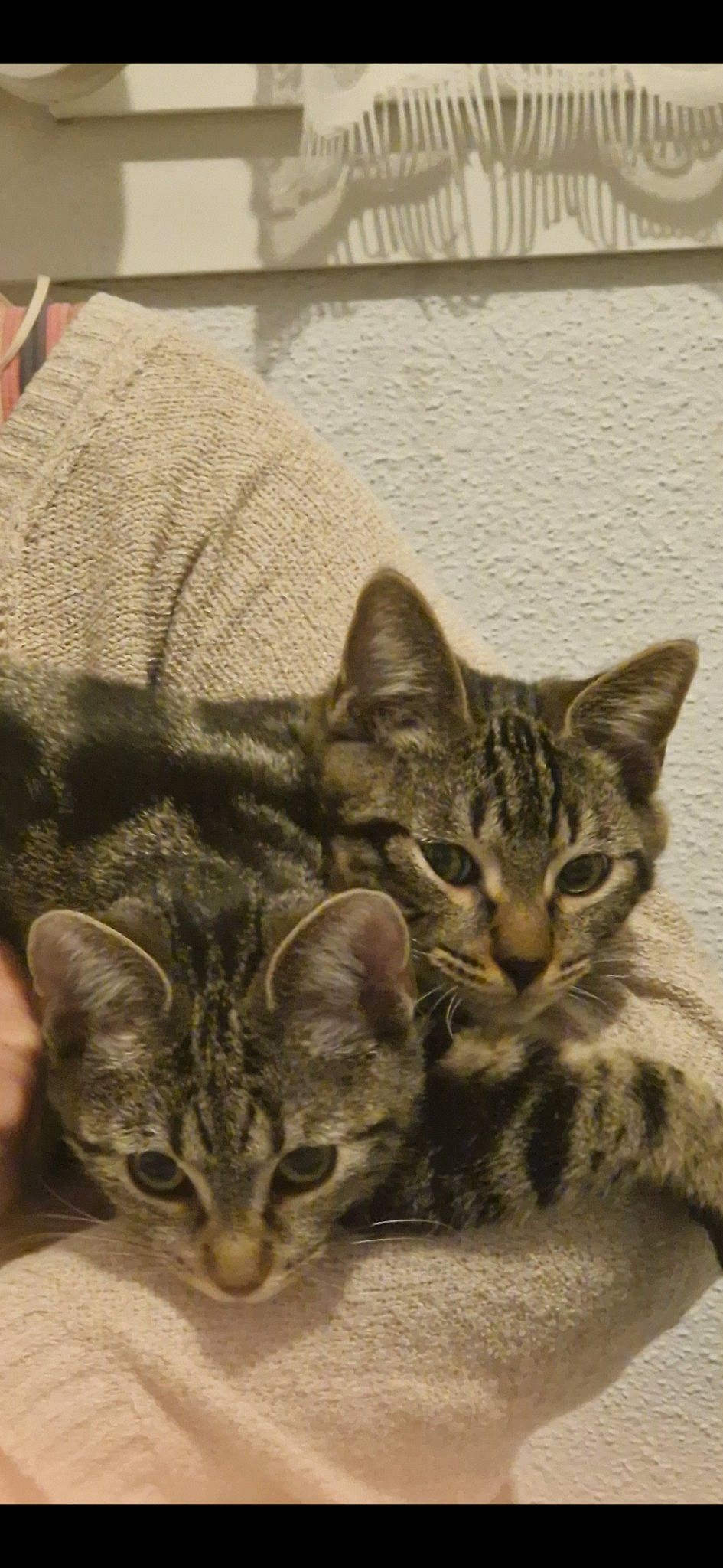 Yúna participe au concours pour gagner de l'argent avec cette photo : carnivore, cat, domestic_short_haired_cat, felidae, fur, paw, small_to_medium_sized_cats, snout, terrestrial_animal, whiskers