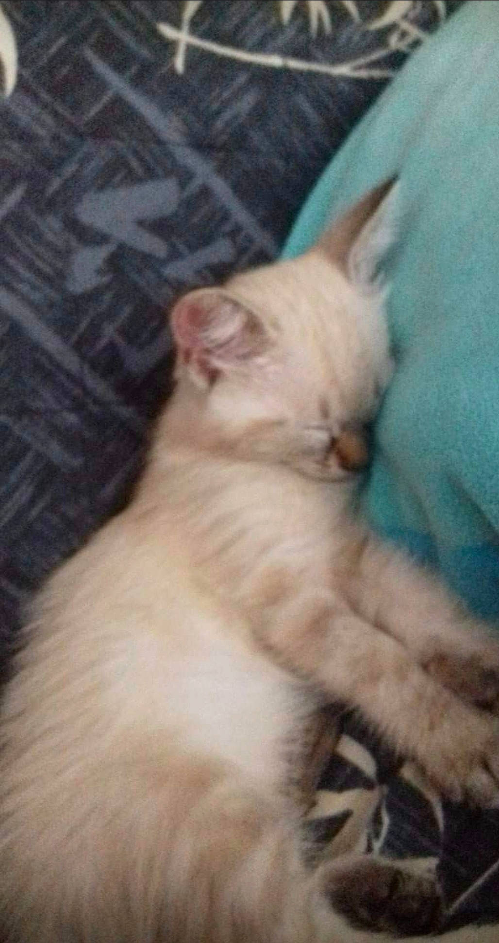 Bijoux a rejoint le concours — aidez-le/la à gagner de superbes lots ! carnivore, cat, comfort, domestic_short_haired_cat, fawn, felidae, fur, small_to_medium_sized_cats, snout, tail, terrestrial_animal, whiskers