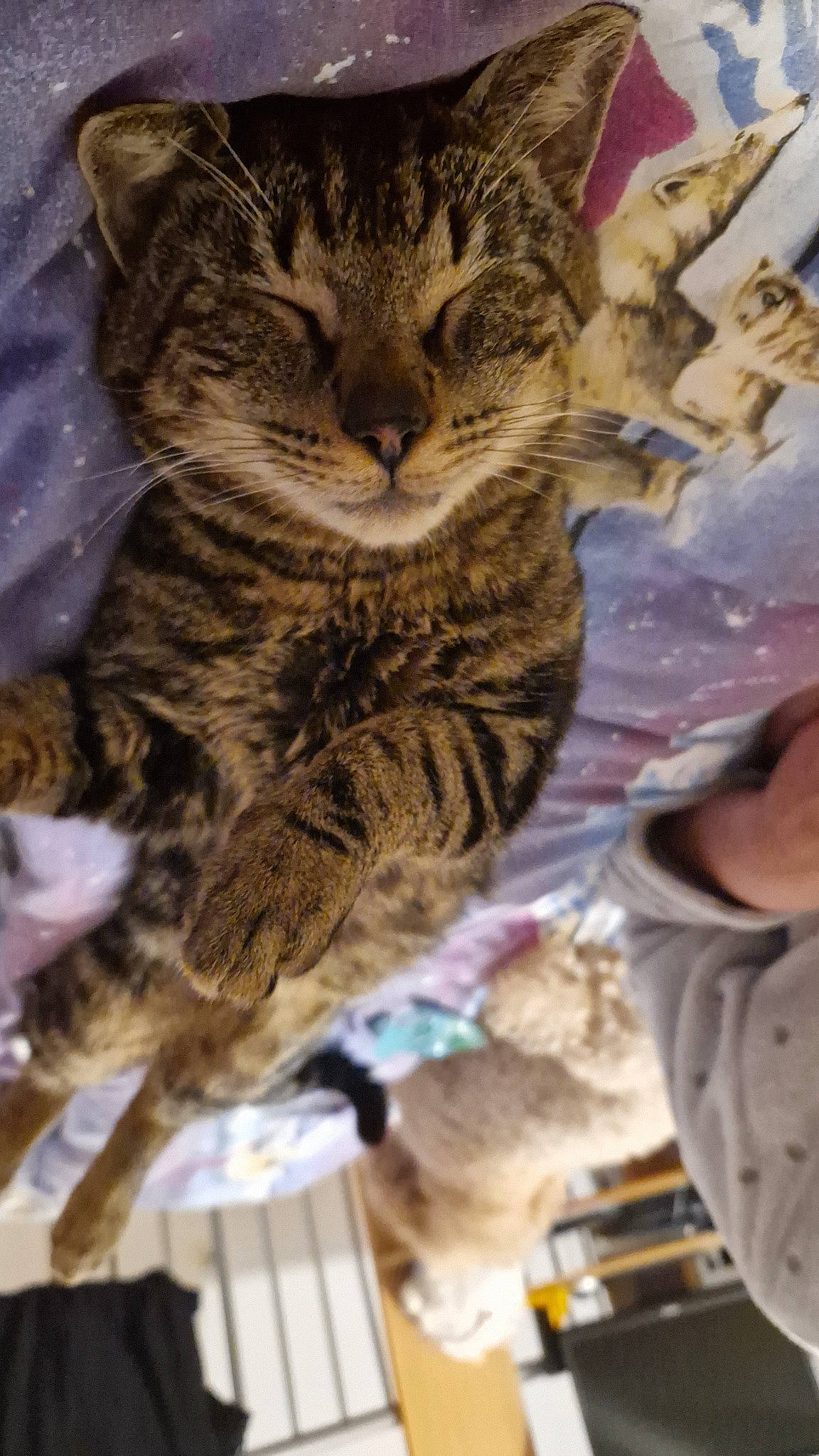 Yuki a rejoint le concours — aidez-le/la à gagner de superbes lots ! carnivore, cat, claw, domestic_short_haired_cat, felidae, fur, military_camouflage, pattern, paw, small_to_medium_sized_cats, snout, tail, terrestrial_animal, tree, whiskers, wildlife