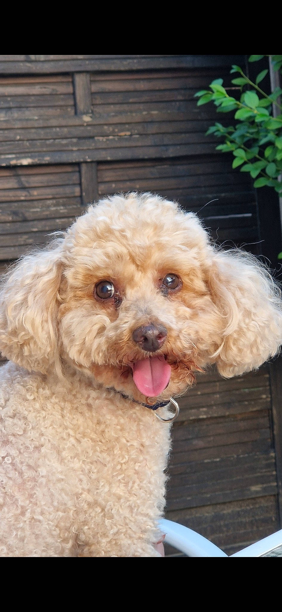 Roucky participe au concours pour gagner de l'argent avec cette photo : canidae, carnivore, companion_dog, dog, dog_breed, dog_collar, fawn, fur, glasses, labradoodle, poodle, shih_poo, snout, sporting_group, standard_poodle, terrier, toy_dog, water_dog, working_animal, yorkipoo