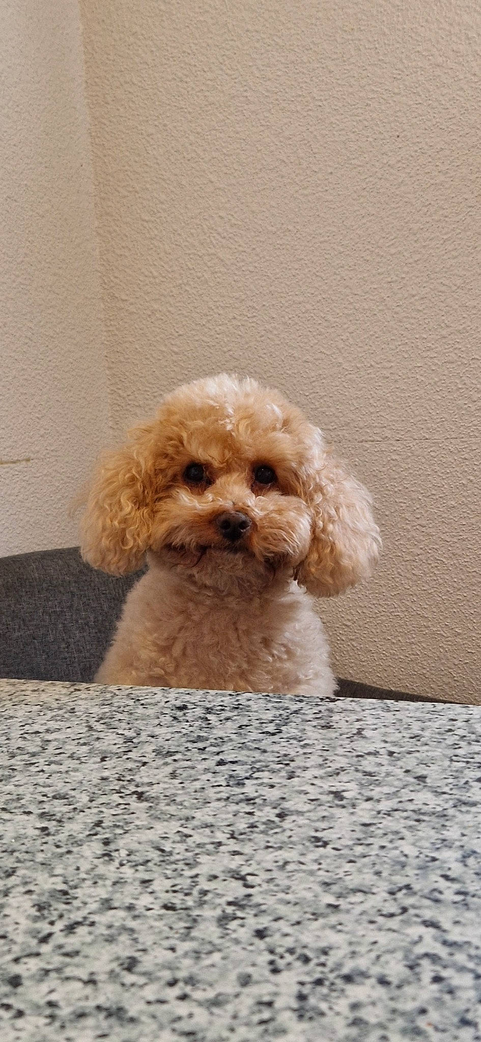 Roucky a rejoint le concours — aidez-le/la à gagner de superbes lots ! canidae, carnivore, companion_dog, dog, dog_breed, fawn, labradoodle, liver, maltepoo, pet_supply, poodle, poodle_crossbreed, puppy, snout, sporting_group, stuffed_toy, terrier, toy_dog, water_dog, working_animal