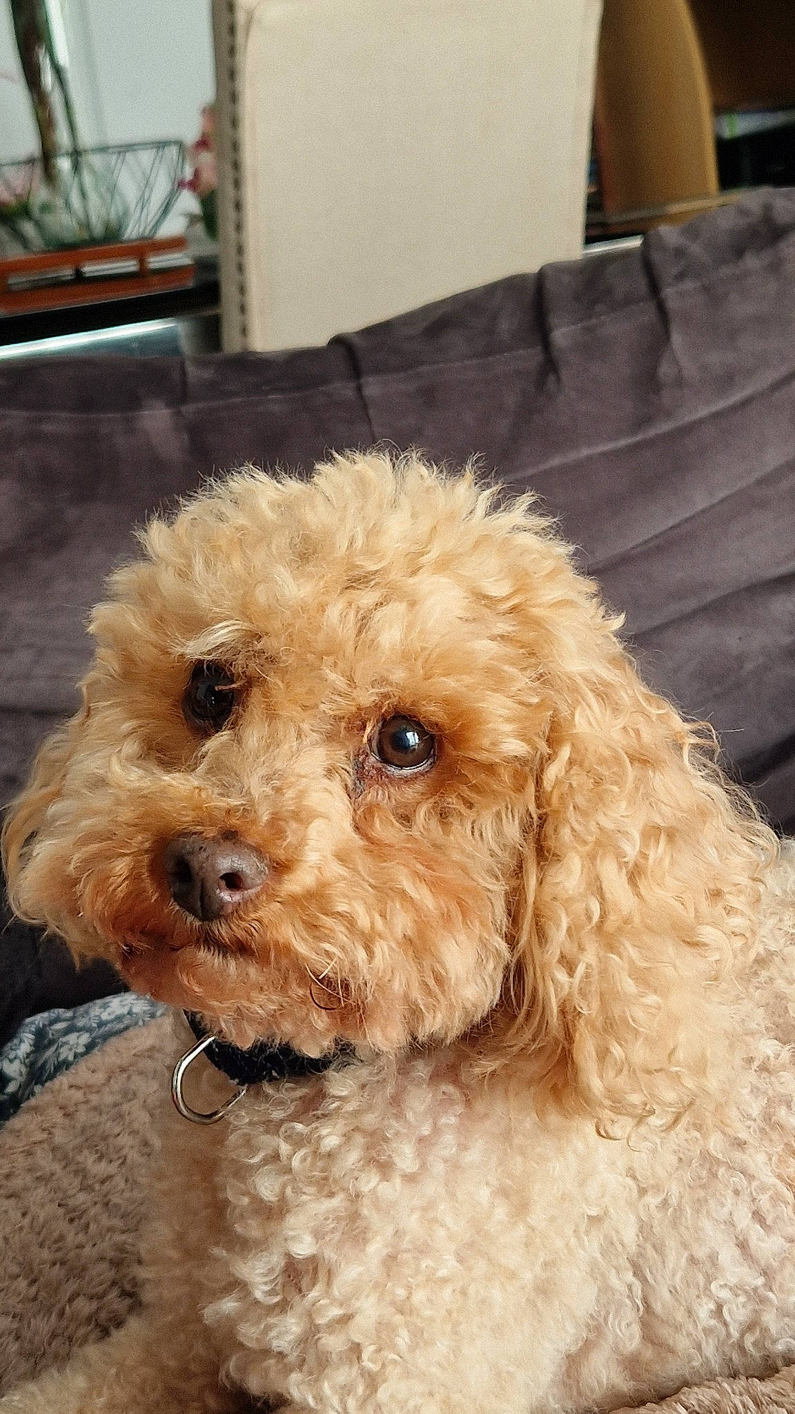 Roucky a rejoint le concours — aidez-le/la à gagner de superbes lots ! canidae, carnivore, collar, companion_dog, dog, dog_breed, dog_collar, fawn, fur, labradoodle, liver, maltepoo, pet_supply, poodle, snout, sporting_group, terrier, toy_dog, water_dog, working_animal