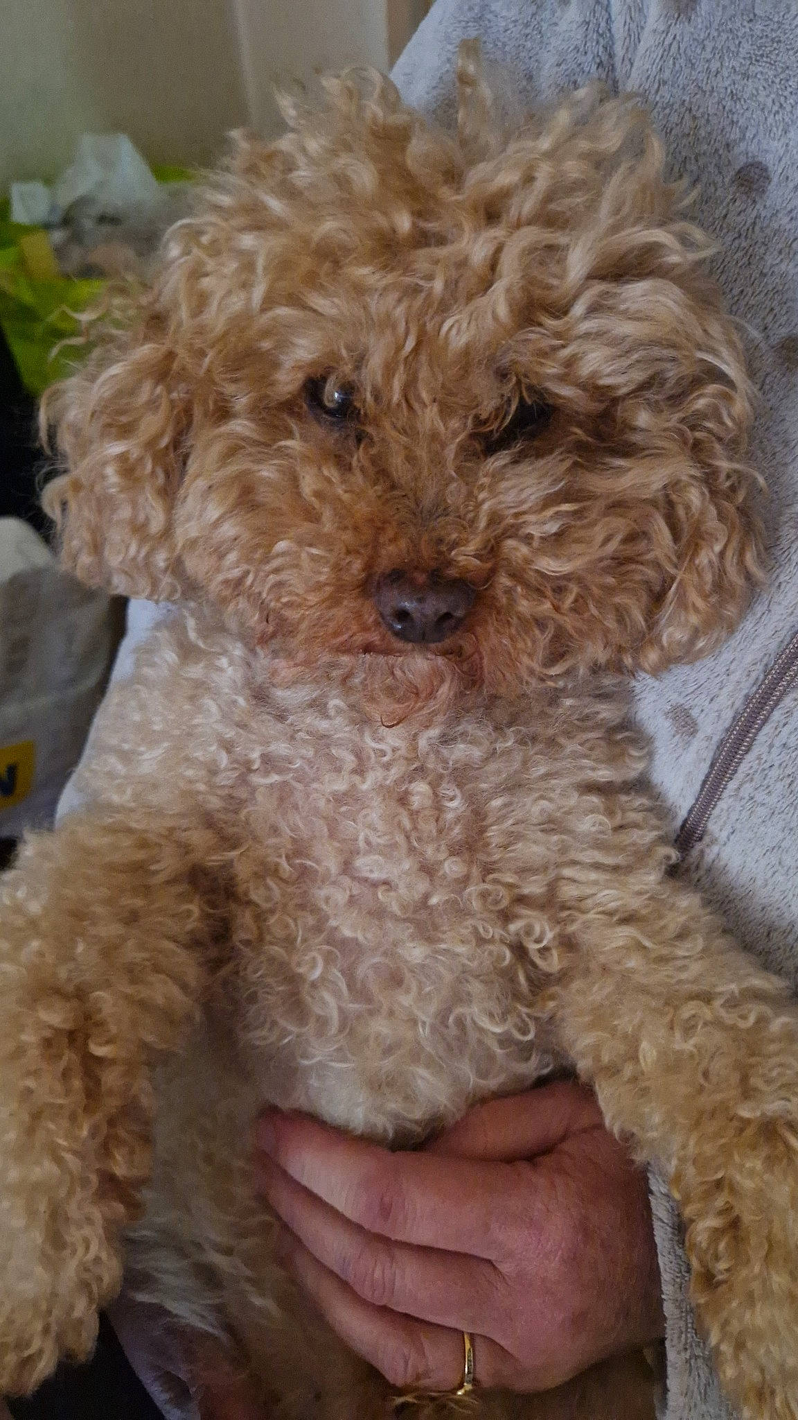 Roucky a rejoint le concours — aidez-le/la à gagner de superbes lots ! canidae, carnivore, companion_dog, dog, dog_breed, fawn, fur, labradoodle, maltepoo, non_sporting_group, poodle, poodle_crossbreed, puppy, snout, sporting_group, terrier, toy_dog, water_dog, working_animal