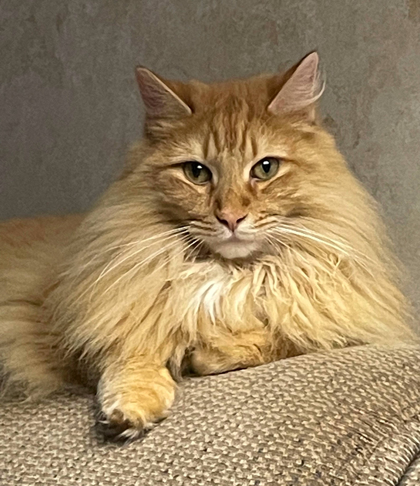 Oliver