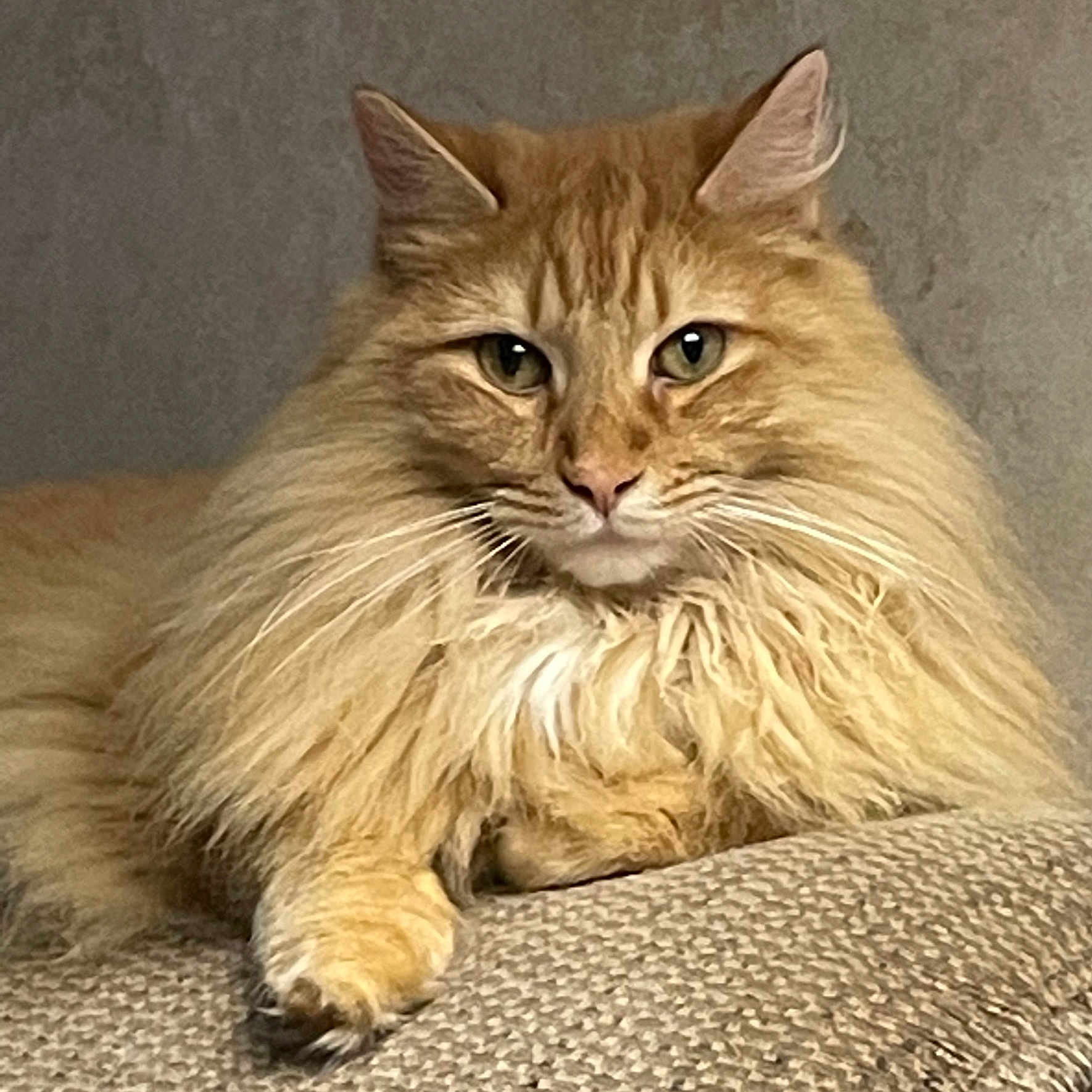Oliver