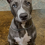 Ghost joined the competition — help win amazing prizes! dog, puppy, pit_bull, gray_dog, sitting, portrait, indoors, carpet, rug, collar, chain_collar, white_chest, floppy_ears, brown_eyes, front_view, pet, canine, home, furniture, photography