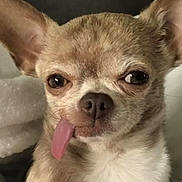 D.o.g is registered to the contest to win money with this photo: animal, blanket, chihuahua, closeup, cozy, cute, cute_pet, dog, domestic_animal, ears, expression, face, fur, indoor, mammal, paws, pet, resting, small_dog, tongue_out