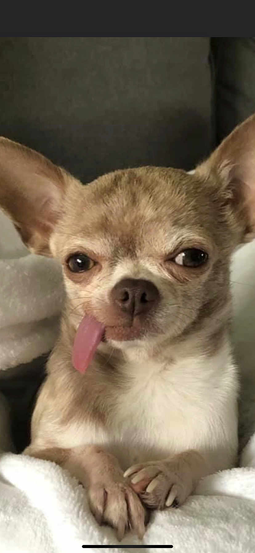 D.o.g