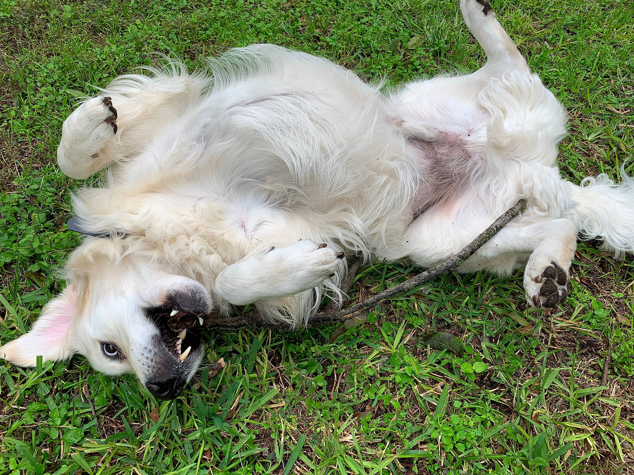 Fenway joined the competition — help win amazing prizes! canidae, carnivore, companion_dog, dog, dog_breed, goats, grass, mammal, rare_breed_dog, retriever, silken_windhound, sporting_group, tail, vertebrate