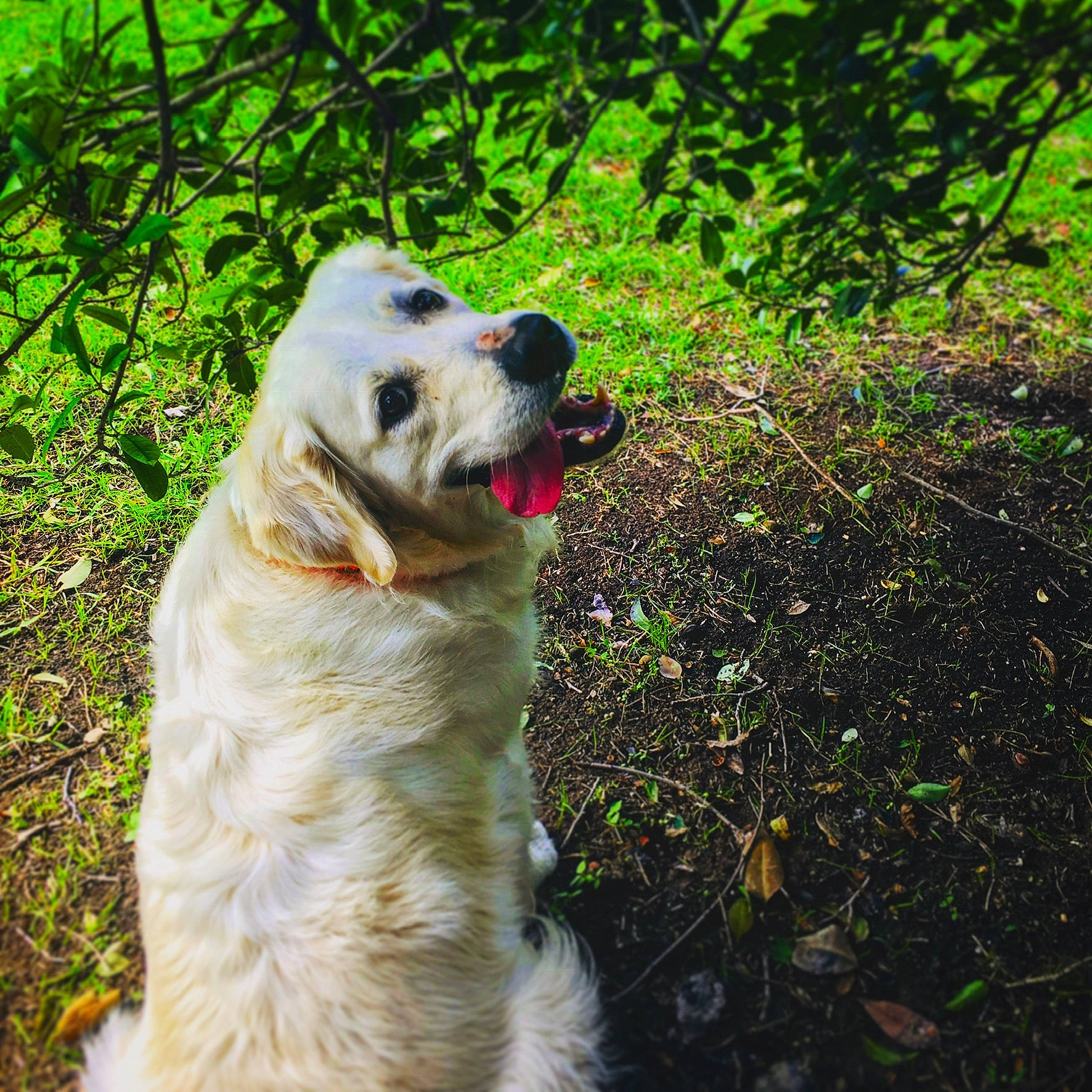 Fenway is registered to the contest to win money with this photo: akbash_dog, canidae, carnivore, companion_dog, dog, dog_breed, fawn, golden_retriever, grass, kuvasz, labrador_retriever, livestock_guardian_dog, mammal, maremma_sheepdog, plant, polish_tatra_sheepdog, retriever, snout, sporting_group, sunlight