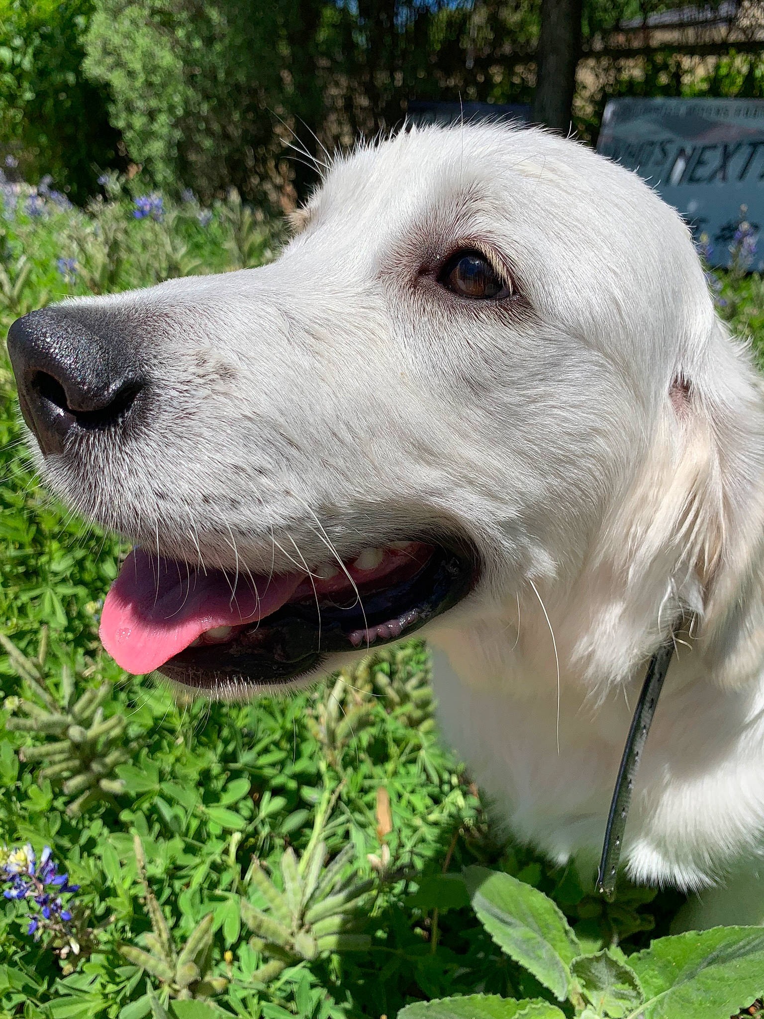 Sailor Moon is registered to the contest to win money with this photo: akbash_dog, canidae, carnivore, companion_dog, dog, dog_breed, grass, istrian_coarse_haired_hound, mammal, plant, rare_breed_dog, retriever, snout, sporting_group, vertebrate, whiskers