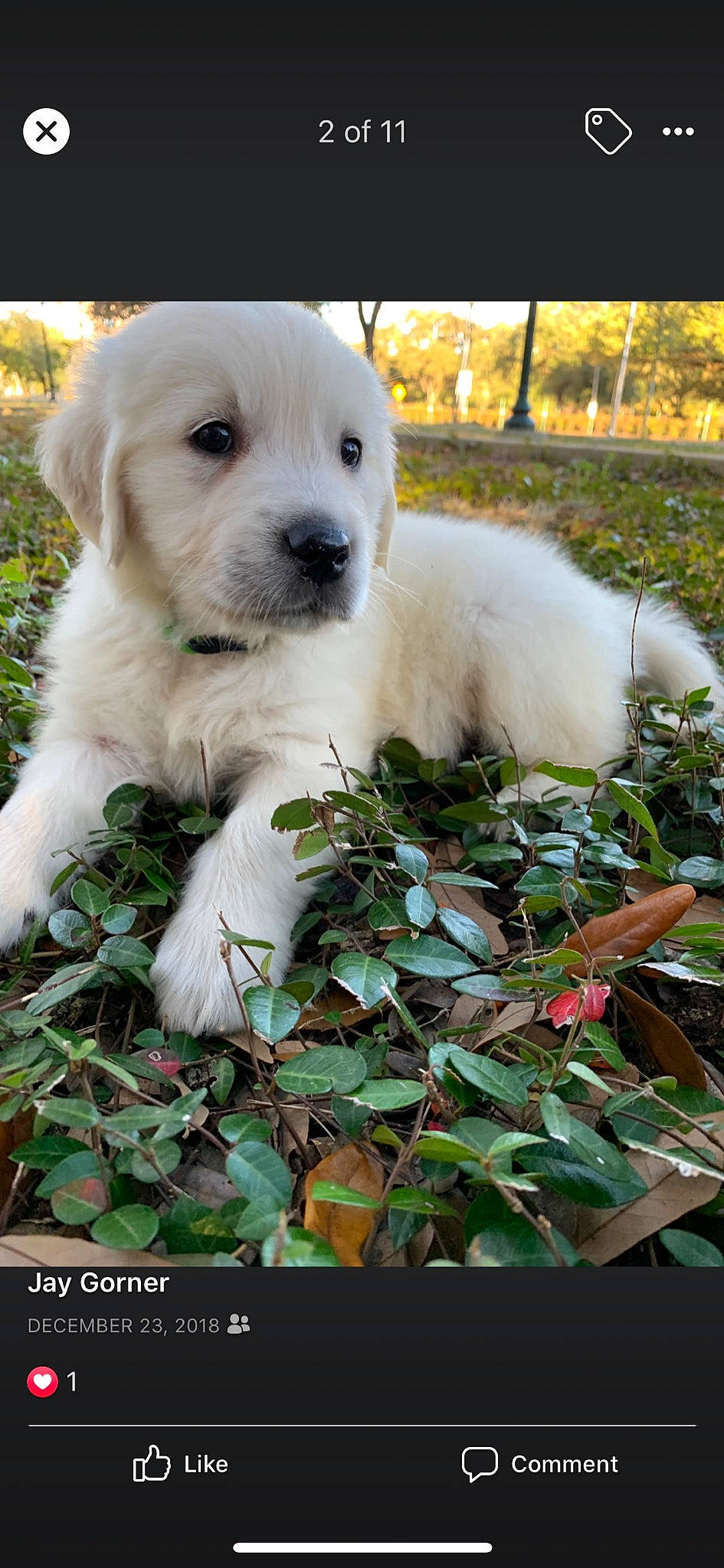 Sailor Moon is registered to the contest to win money with this photo: akbash_dog, canidae, carnivore, companion_dog, dog, dog_breed, golden_retriever, great_pyrenees, kintamani, kuvasz, labrador_retriever, mammal, maremma_sheepdog, polish_tatra_sheepdog, pungsan_dog, puppy, retriever, slovak_cuvac, sporting_group, vertebrate