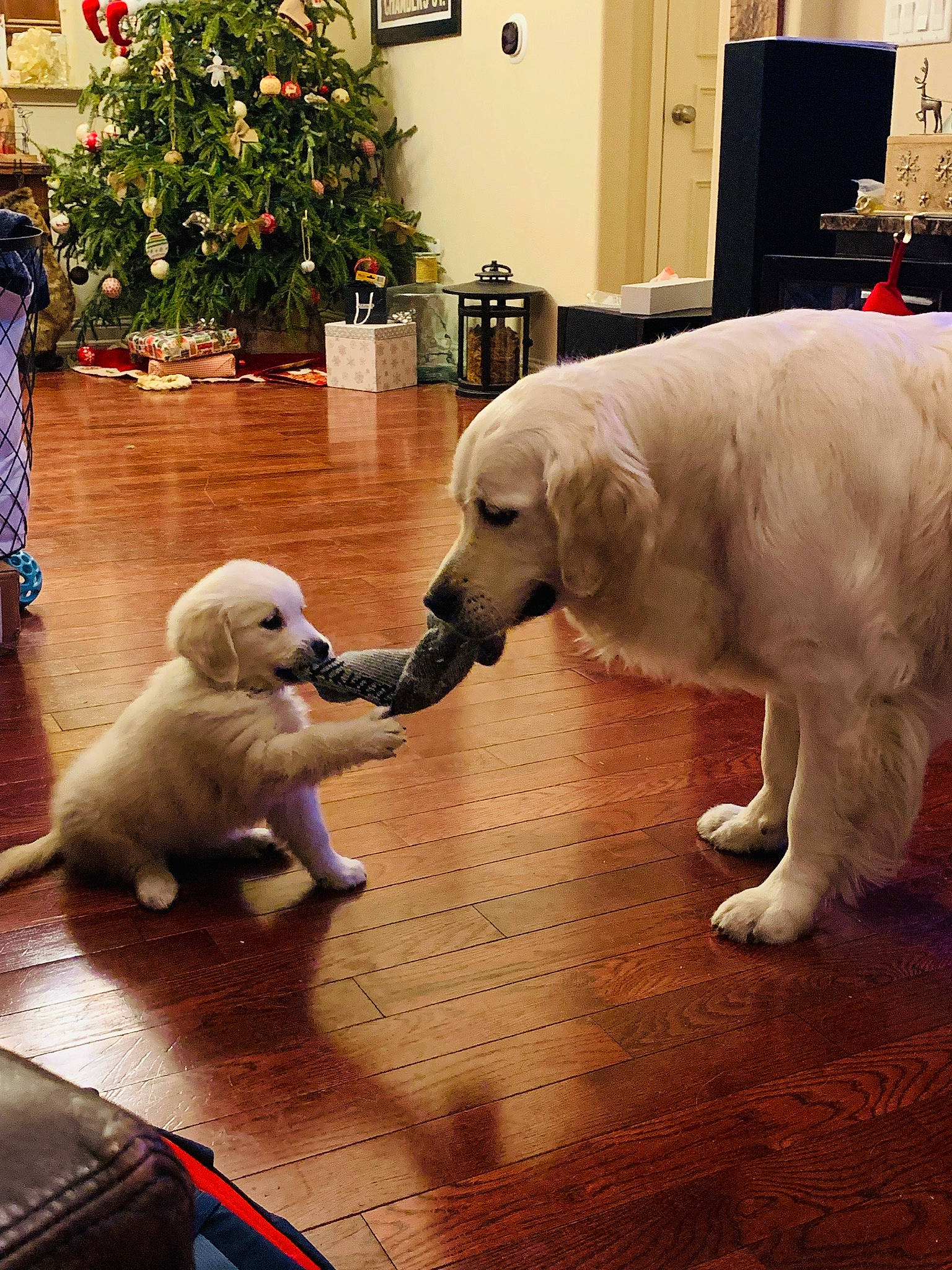 Sailor Moon is registered to the contest to win money with this photo: akbash_dog, canidae, carnivore, companion_dog, dog, dog_breed, fawn, floor, flooring, golden_retriever, labrador_retriever, mammal, maremma_sheepdog, polish_tatra_sheepdog, puppy, retriever, slovak_cuvac, snout, sporting_group, vertebrate