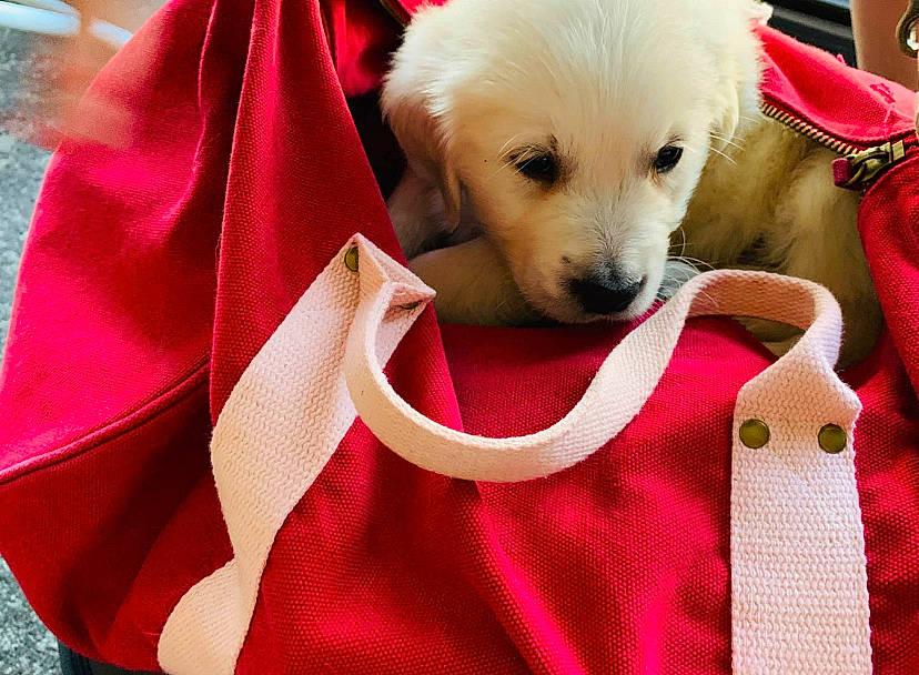 Sailor Moon joined the competition — help win amazing prizes! canidae, carnivore, companion_dog, dog, dog_breed, fur, golden_retriever, labrador_retriever, linens, pink, puppy, puppy_love, red, retriever, snout, sporting_group