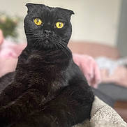 Berlioz a rejoint le concours — aidez-le/la à gagner de superbes lots ! cat, black_cat, yellow_eyes, pet, animal, feline, fur, portrait, indoor, relaxed, close_up, whiskers, ears, curious, soft_background, domestic_cat, cute, looking, sitting, cozy
