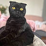 cat, black_cat, yellow_eyes, pet, animal, feline, fur, portrait, indoor, relaxed, close_up, whiskers, ears, curious, soft_background, domestic_cat, cute, looking, sitting, cozy