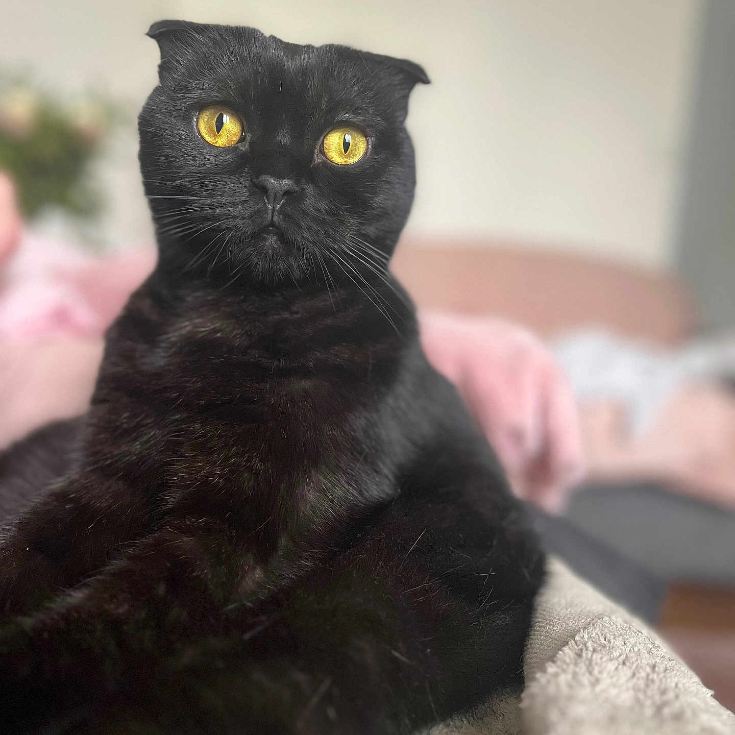 Berlioz a rejoint le concours — aidez-le/la à gagner de superbes lots ! cat, black_cat, yellow_eyes, pet, animal, feline, fur, portrait, indoor, relaxed, close_up, whiskers, ears, curious, soft_background, domestic_cat, cute, looking, sitting, cozy