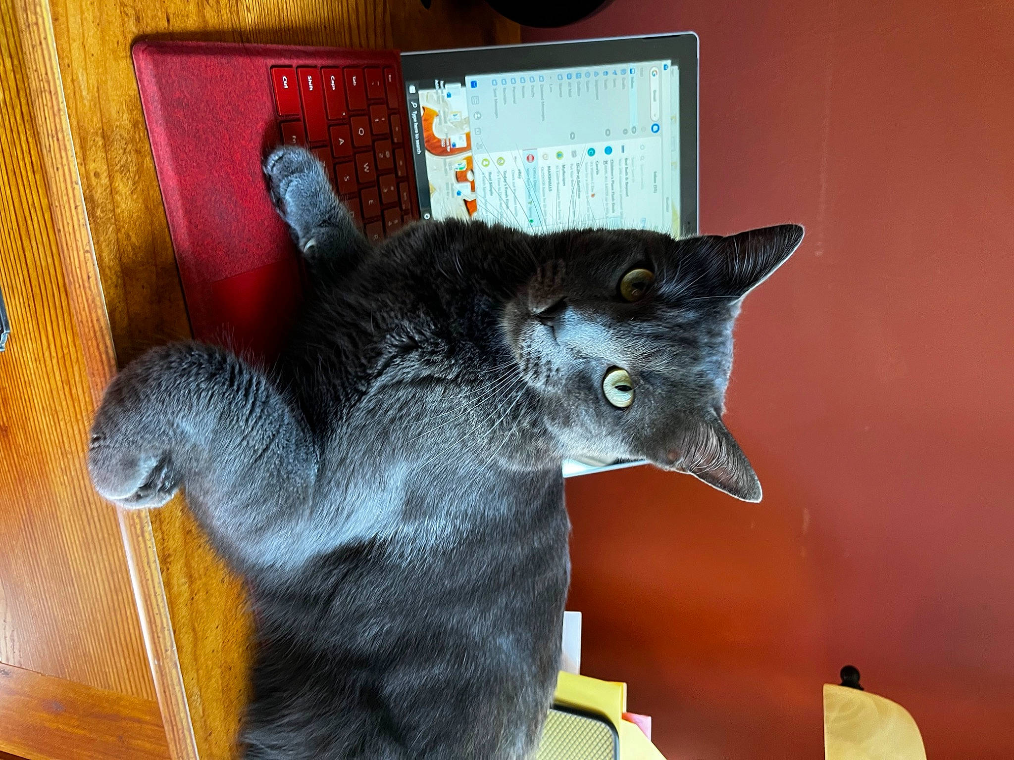 Buddy joined the competition — help win amazing prizes! black_cat, carnivore, cat, cat_supply, cat_toy, claw, domestic_short_haired_cat, ear, felidae, fur, pet_supply, plant, small_to_medium_sized_cats, snout, tail, whiskers