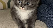 Milo is registered to the contest to win money with this photo: blanket, blue_eyes, cat, comfort, couch, cozy, cushion, cute, domestic_animal, feline, fluffy, gray_fur, indoor, kitten, pet, resting, sitting, small, white_fur, young