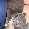 kitten, cat, gray_fur, blue_eyes, pet, animal, furry, cute, small, indoor, lap, person, cozy, whiskers, nose, paw, fur, relaxed, young, mammal