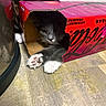 Milo is registered to the contest to win money with this photo: cat, box, cardboard, paw, floor, reflection, indoor, curious, pet, animal, feline, coca_cola, container, playful, fur, whiskers, claws, closeup, domestic, wood_floor