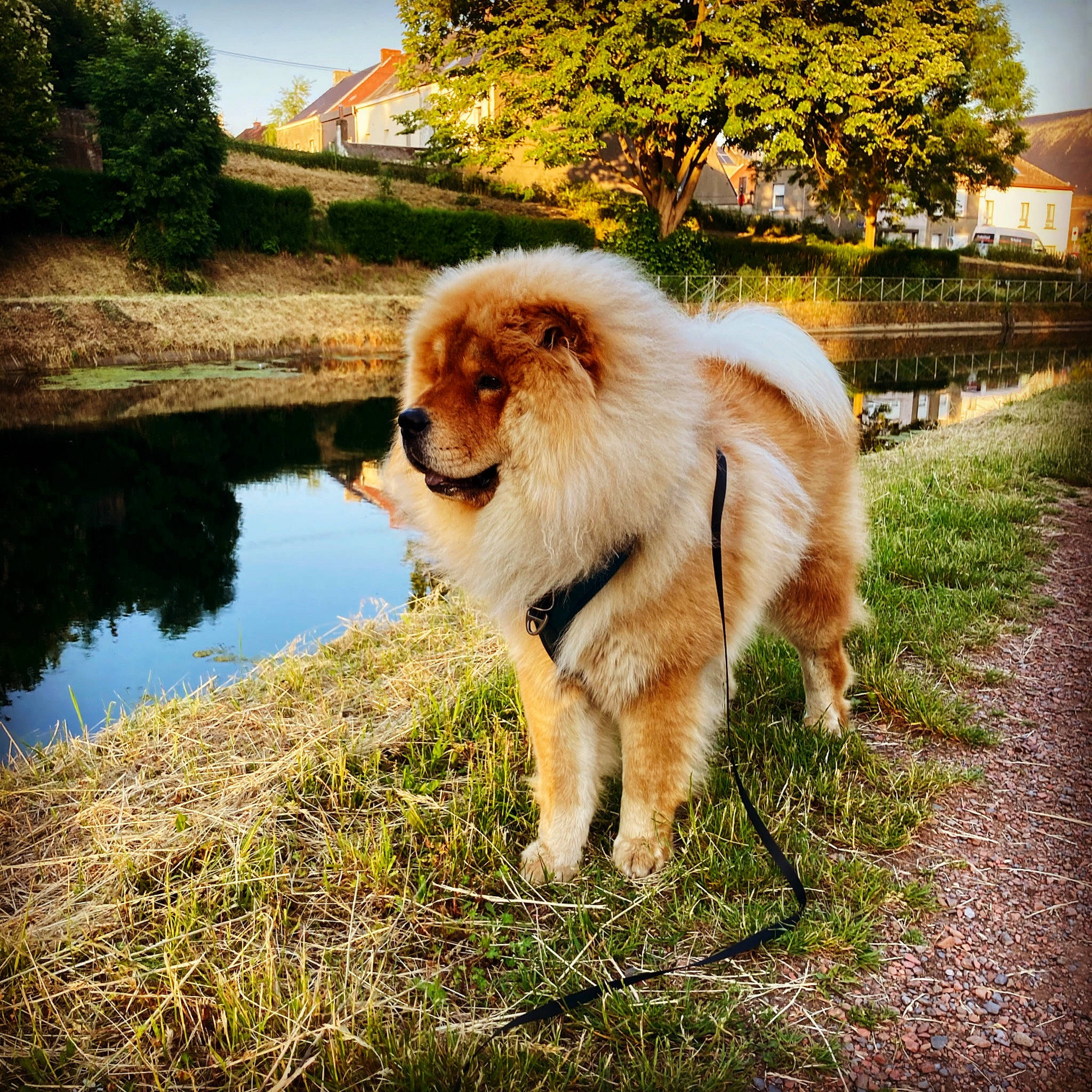 Taïko a rejoint le concours — aidez-le/la à gagner de superbes lots ! carnivore, companion_dog, dog, dog_breed, fawn, fur, german_spitz, grass, lake, landscape, natural_landscape, plant, sky, sporting_group, sunlight, tail, tints_and_shades, tree, water, working_animal