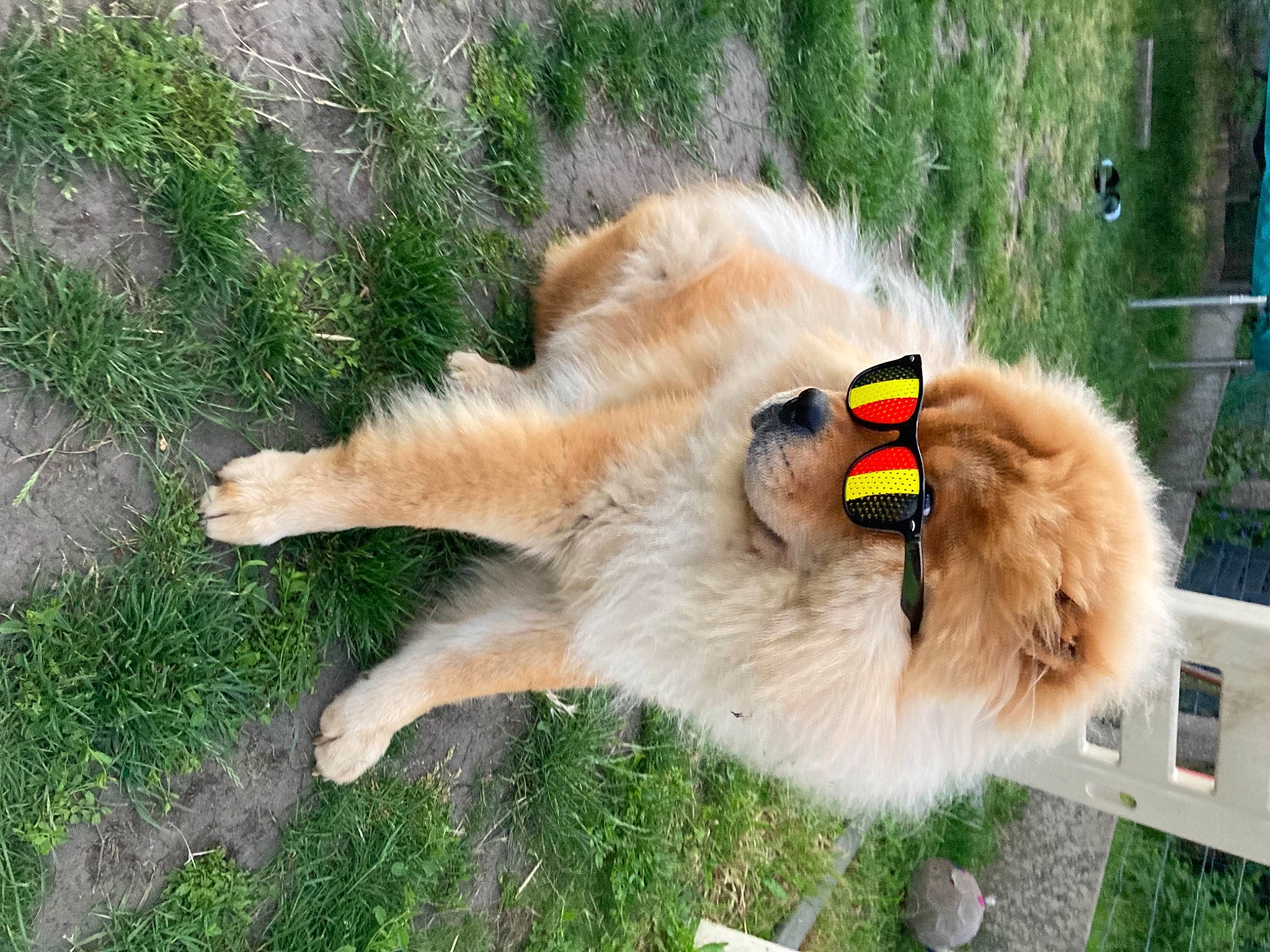 Taïko participe au concours pour gagner de l'argent avec cette photo : canidae, carnivore, collar, companion_dog, dog, dog_breed, dog_collar, fawn, felidae, fur, german_spitz_klein, grass, paw, pet_supply, scotch_collie, snout, sporting_group, tail, whiskers, wildlife