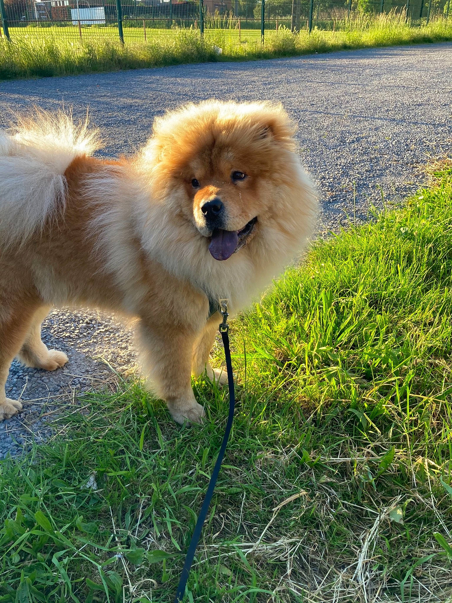 Taïko a rejoint le concours — aidez-le/la à gagner de superbes lots ! canidae, carnivore, companion_dog, dog, dog_breed, fawn, fur, german_spitz, german_spitz_klein, grass, plant, smile, snout, sporting_group, tail, terrestrial_animal, tree, whiskers, wildlife, working_animal