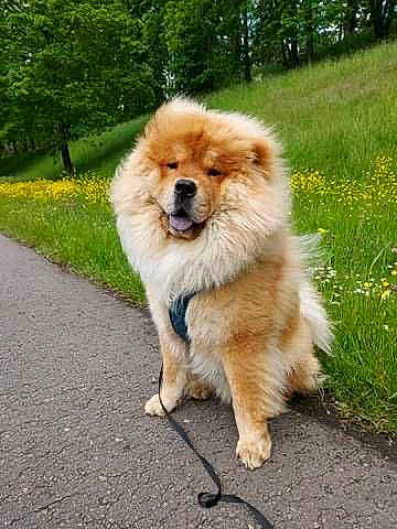 Taïko a rejoint le concours — aidez-le/la à gagner de superbes lots ! canidae, carnivore, companion_dog, dog, dog_breed, eye, fawn, fur, german_spitz, german_spitz_klein, grass, liver, plant, road_surface, snout, spitz, sporting_group, tail, tree, working_animal