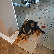 Woofer joined the competition — help win amazing prizes! puppy, german_shepherd, dog, tile_floor, corner_wall, red_toy, dog_bowl, indoor, pet, young_dog, floor_tiles, collar, resting, home_interior, animal, canine, play_toy, empty_bowl, relaxed, furniture