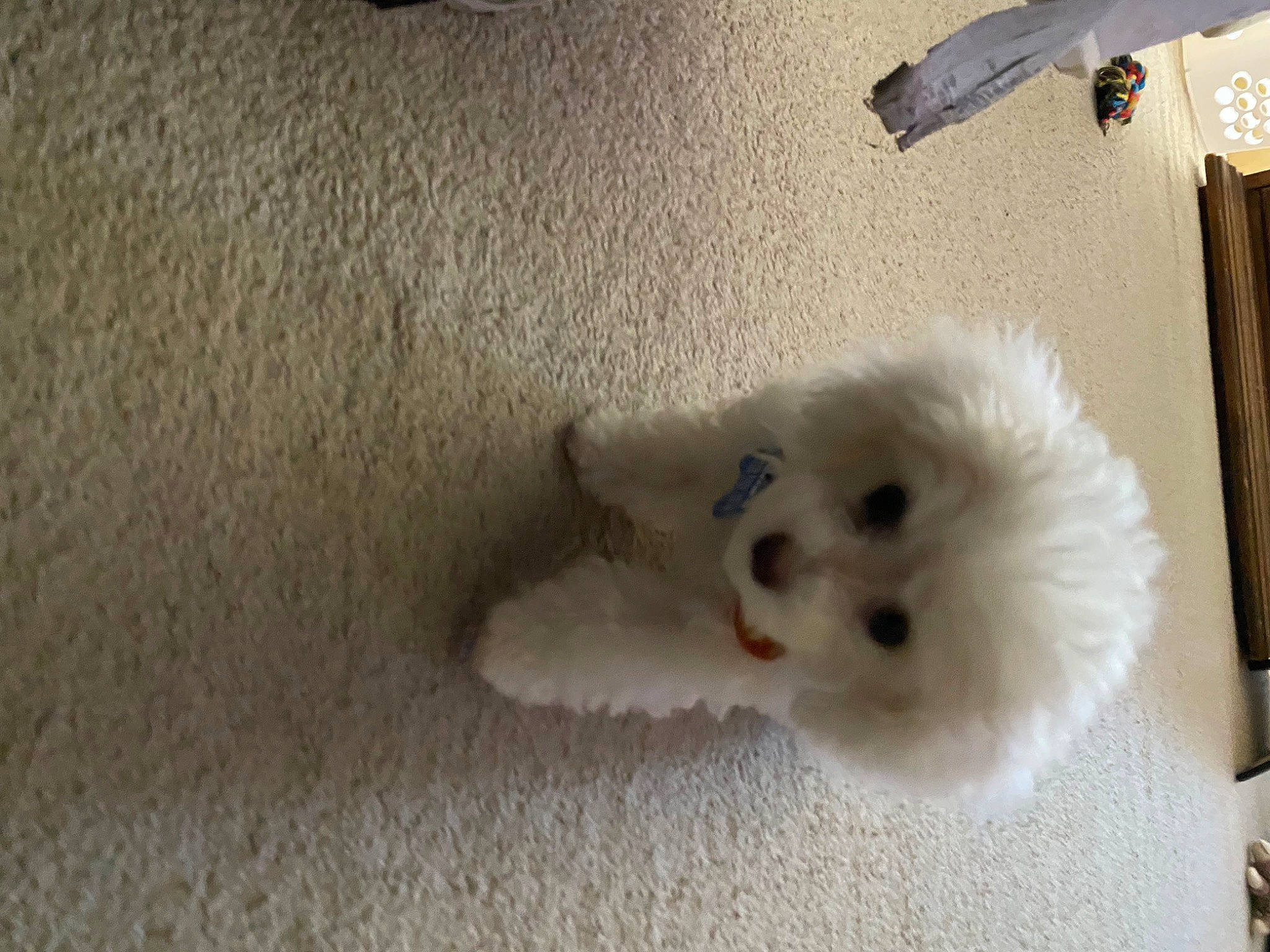 Snowfall is registered to the contest to win money with this photo: canidae, carnivore, companion_dog, dog, dog_breed, fawn, felidae, fur, german_spitz, german_spitz_klein, german_spitz_mittel, paw, samoyed, snout, spitz, sporting_group, tail, toy_dog, whiskers, wood