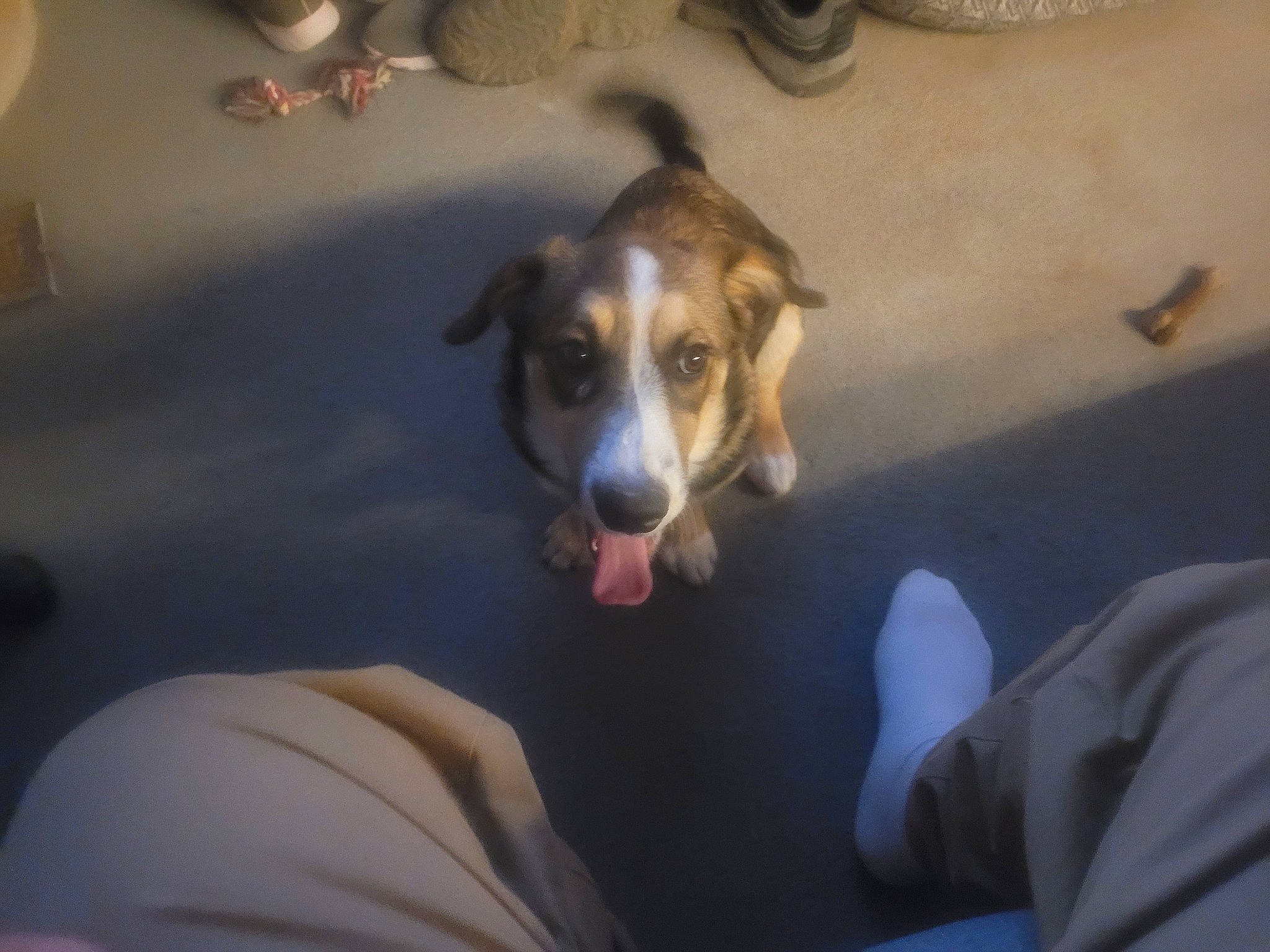 Freya is registered to the contest to win money with this photo: canidae, carnivore, comfort, companion_dog, dog, dog_breed, flooring, scent_hound, snout, sporting_group, whiskers, working_animal, working_dog