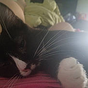 Monkey is registered to the contest to win money with this photo: cat, black_and_white, sleeping, resting, whiskers, paws, fur, pet, animal, close_up, portrait, indoor, lap, clothing, pink, sunlight, backlight, relaxed, cozy, nap