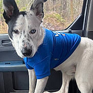 Axel joined the competition — help win amazing prizes! animal, black_spots, blue_eye, blue_shirt, brown_eye, canine, car_interior, collar, curious_expression, dog, door_handle, ears_up, forest_background, heterochromia, indoor, pet, seat, standing, white_fur, window