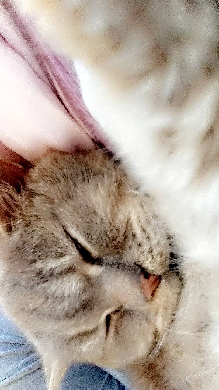 Ianto a rejoint le concours — aidez-le/la à gagner de superbes lots ! carnivore, cat, claw, comfort, domestic_short_haired_cat, ear, eye, fawn, felidae, fur, nap, paw, plant, sand, small_to_medium_sized_cats, snout, tail, whiskers, wildlife, wool