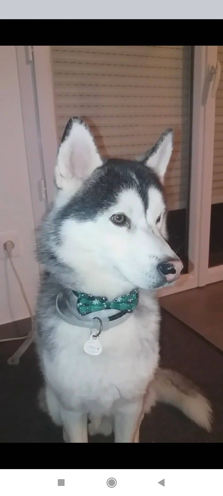 Oswald participe au concours pour gagner de l'argent avec cette photo : art, canidae, canis, carnivore, collar, companion_dog, dog, dog_breed, door, eye, flooring, fur, siberian_husky, sled_dog, snout, sporting_group, terrestrial_animal, whiskers, working_animal, working_dog