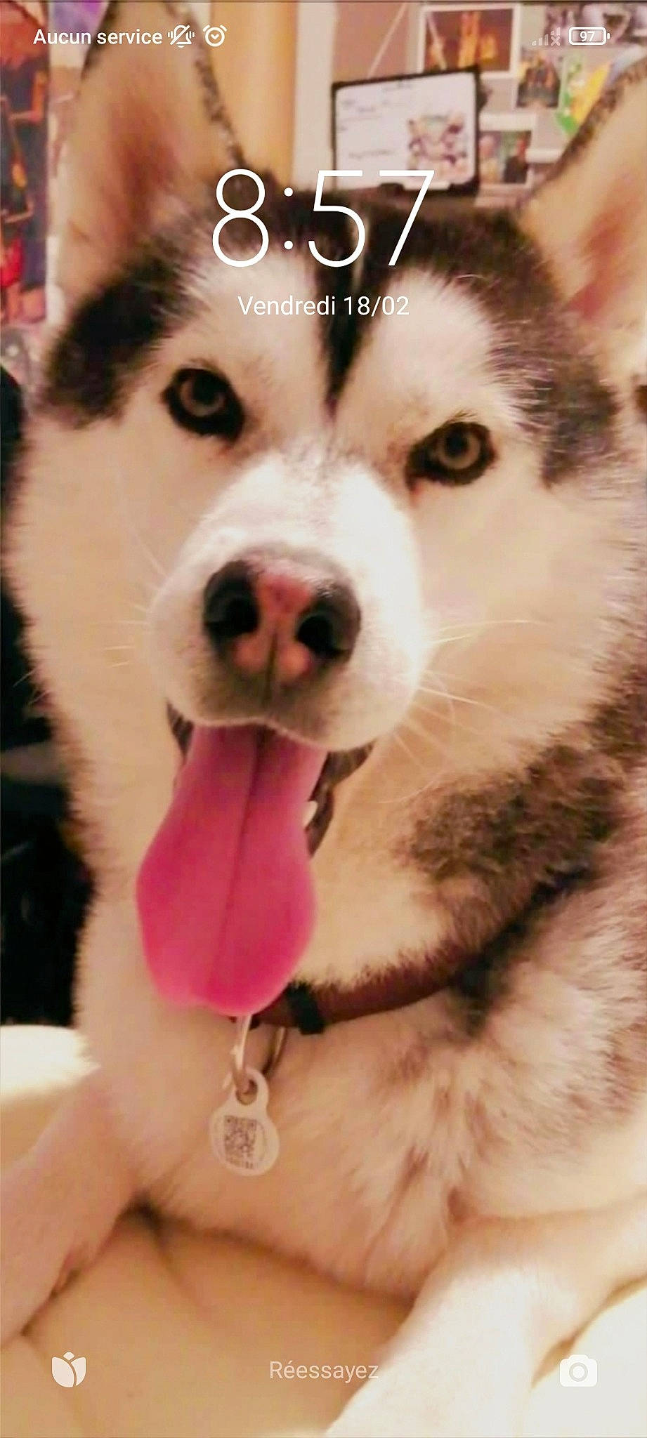 Oswald participe au concours pour gagner de l'argent avec cette photo : carnivore, close_up, collar, companion_dog, dog, dog_breed, dog_collar, fawn, fur, happy, herding_dog, mammal, nose, paw, sled_dog, snout, sporting_group, vertebrate, whiskers, working_animal