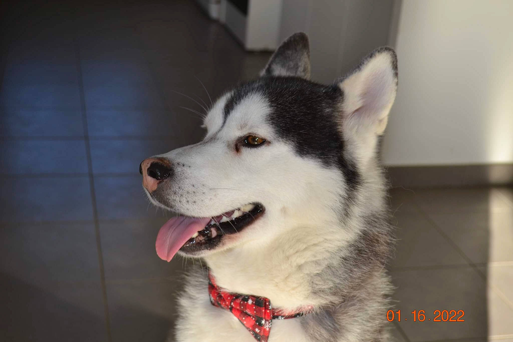 Oswald participe au concours pour gagner de l'argent avec cette photo : canidae, carnivore, collar, companion_dog, dog, dog_breed, dog_collar, fur, jaw, non_sporting_group, sled_dog, snout, sporting_group, whiskers, working_animal, working_dog