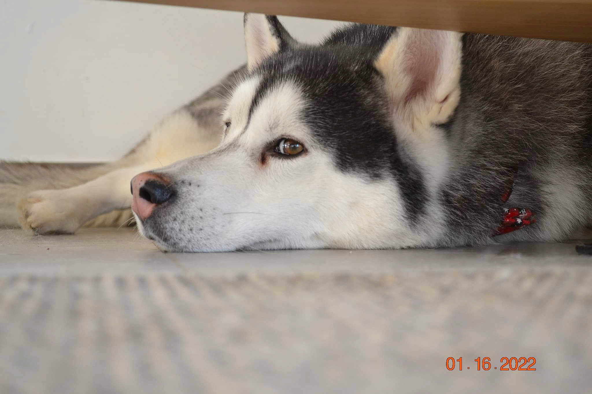 Oswald participe au concours pour gagner de l'argent avec cette photo : ancient_dog_breeds, canidae, canis, carnivore, dog, dog_breed, flooring, fur, grey, non_sporting_group, siberian_husky, sled_dog, snout, sporting_group, terrestrial_animal, whiskers, wildlife, wolf, working_animal, working_dog