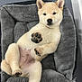 animal, canine, dog, dogbed, pet