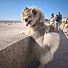 dog, fluffy, beach, stone_wall, sunny, blue_sky, people, promenade, walking, summer, happy, tongue_out, outdoor, nature, canine, pet, leisure, tourist, vacation, daytime