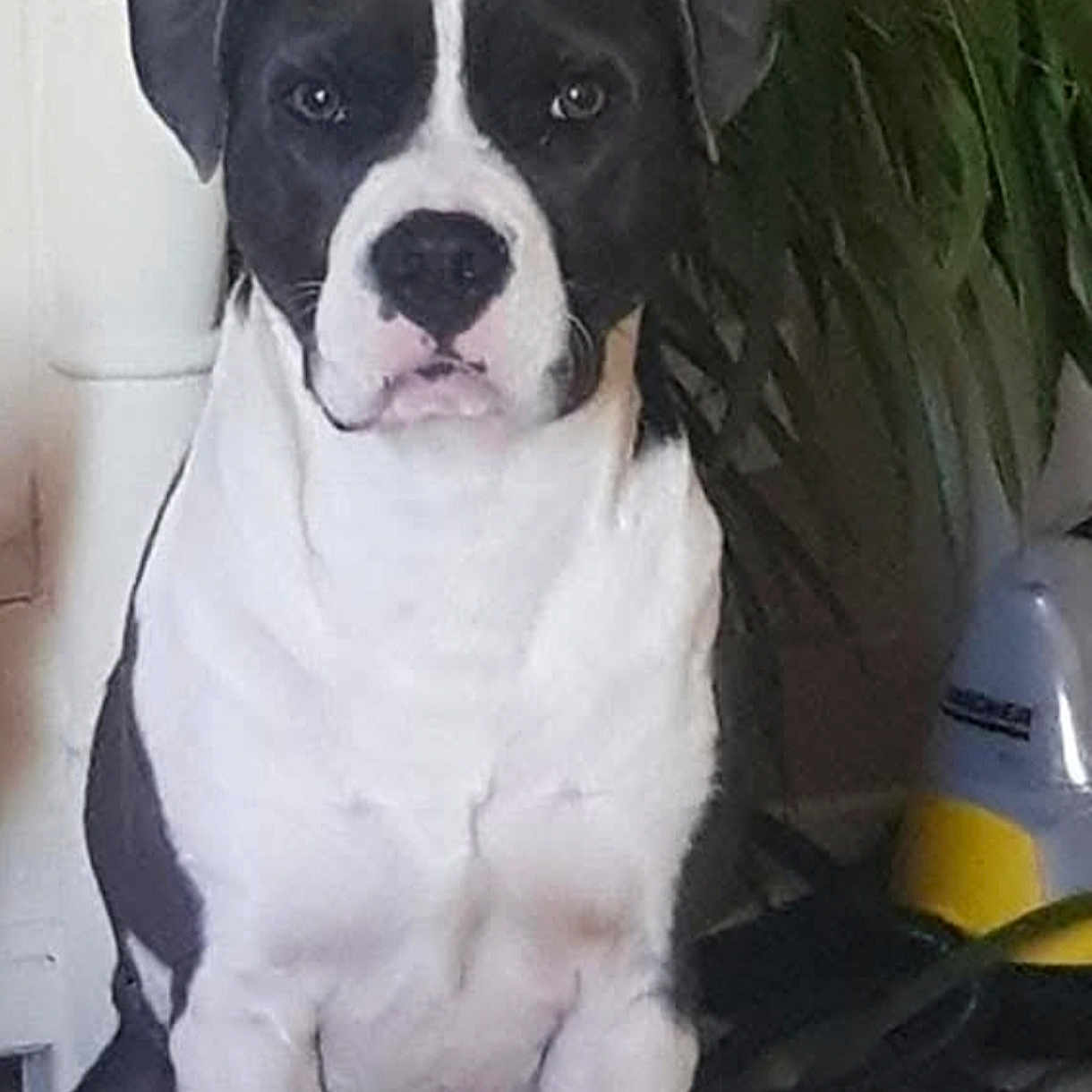 Kaizer