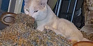 Tytuss a rejoint le concours — aidez-le/la à gagner de superbes lots ! animal, armchair, blanket, cat, cozy, cream_cat, curtain, decor, fabric, furniture, home, indoor, patterned, pet, relaxing, resting, soft, texture, white_cat, wood