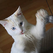 Tytuss a rejoint le concours — aidez-le/la à gagner de superbes lots ! animal, blue_eyes, cat, closeup, curious, cute, domestic_cat, feline, fur, indoor, looking_up, paw, pet, pet_toy, playful, tongue_out, toy, whiskers, white_cat, wooden_floor