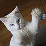animal, blue_eyes, cat, closeup, curious, cute, domestic_cat, feline, fur, indoor, looking_up, paw, pet, pet_toy, playful, tongue_out, toy, whiskers, white_cat, wooden_floor